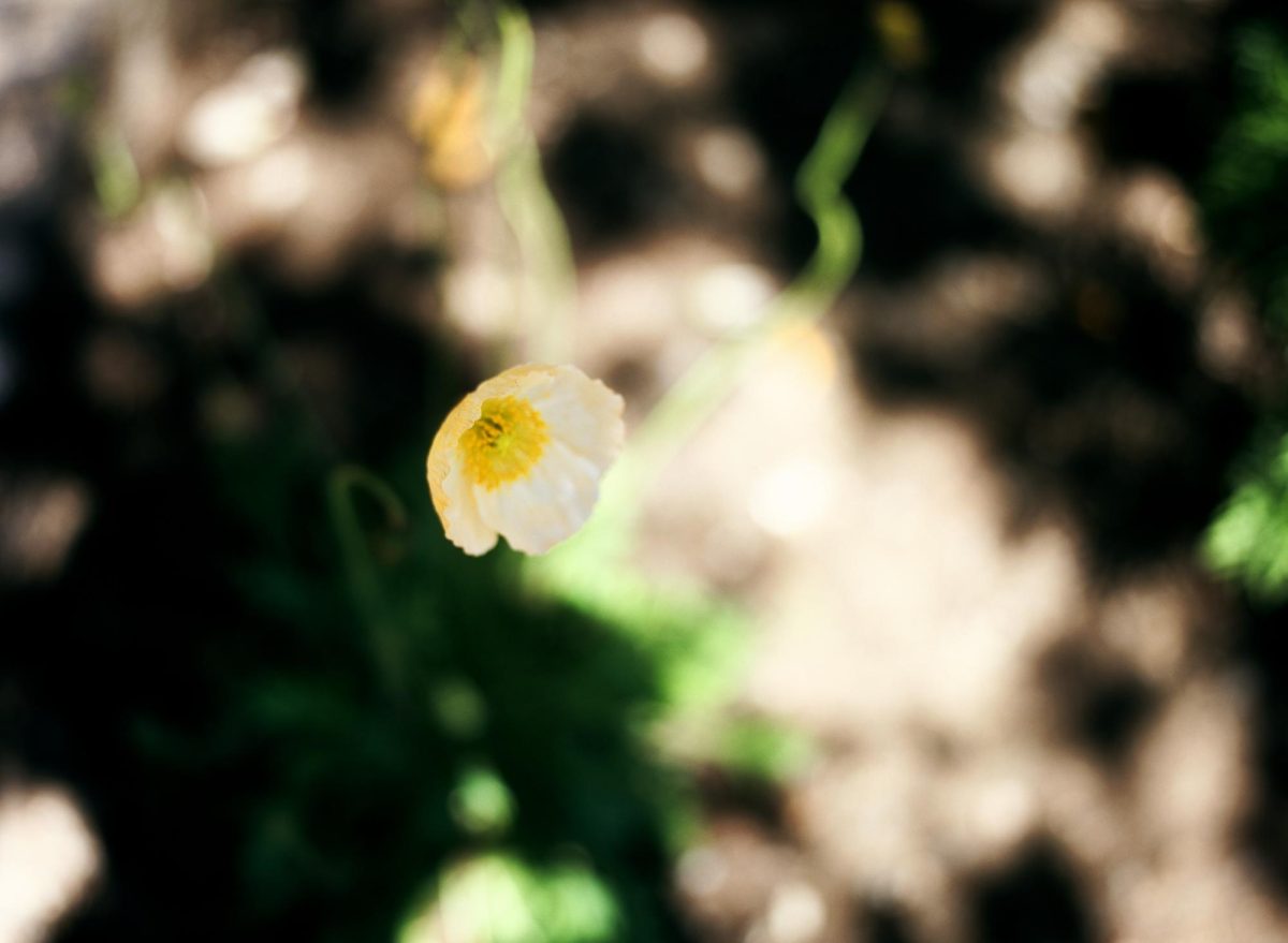 "Happy Poppy" 
