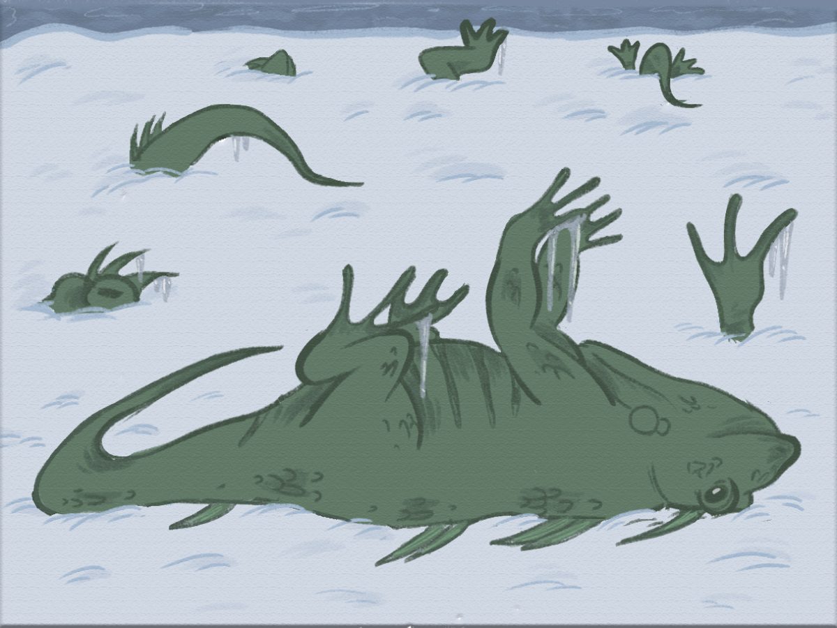 Iguanas in Florida are stunned by freezing temperatures