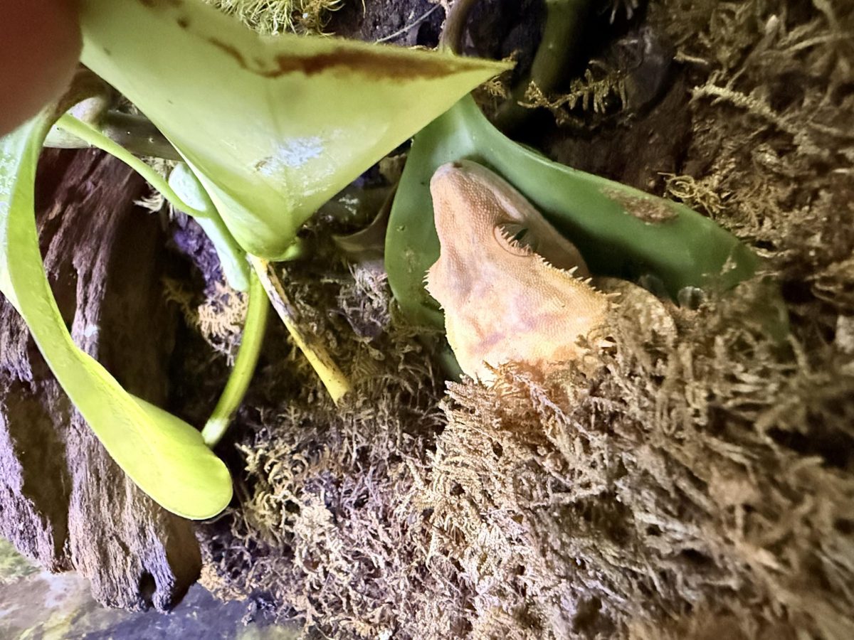 This is Neo, the Crested Gecko. He is known to be very sticky for his little hairs all over his body.